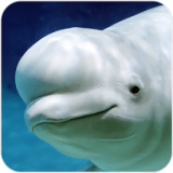 ׾ģ(The Beluga Whale) V1.1.0